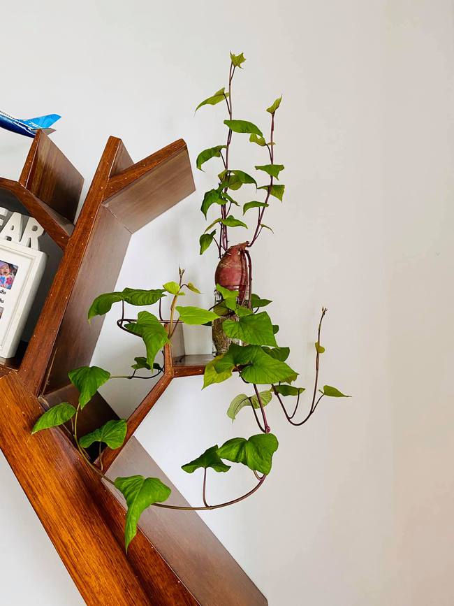 10 loại cây cảnh cực phù hợp để trang trí cửa sổ nhỏ xinh-1