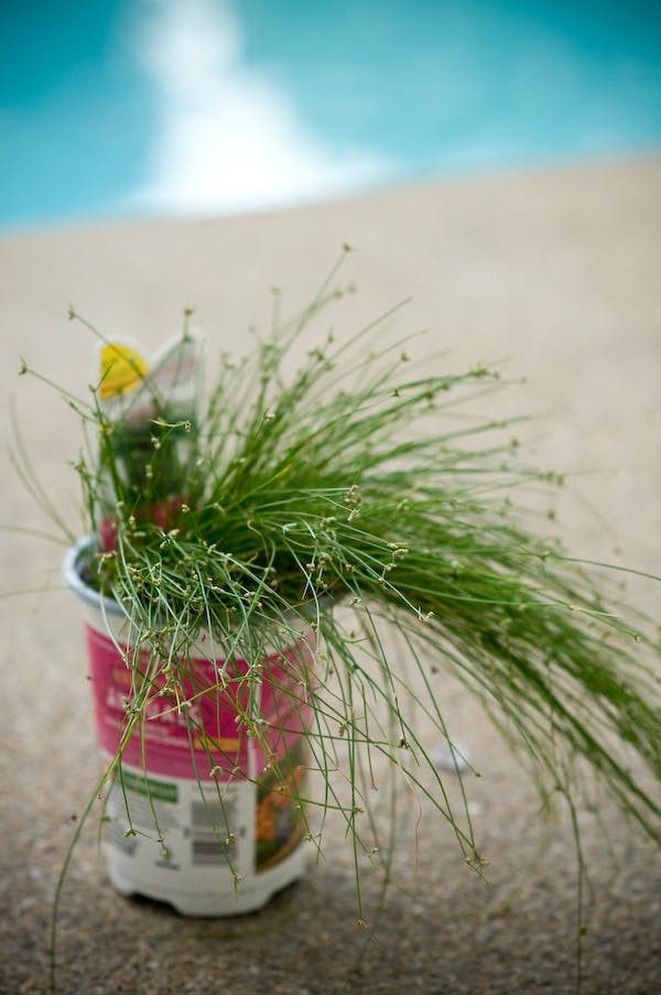 10 loại cây cảnh cực phù hợp để trang trí cửa sổ nhỏ xinh-2