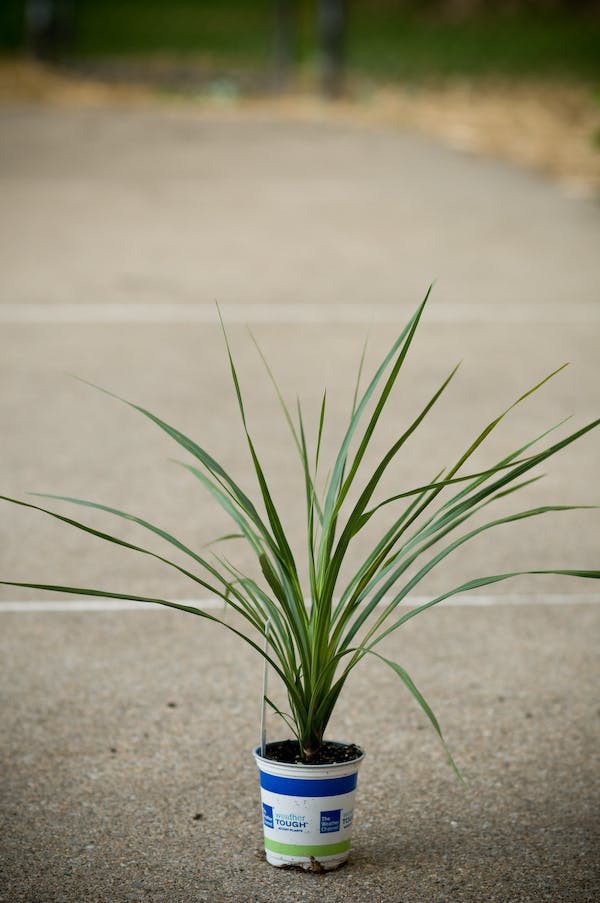 10 loại cây cảnh cực phù hợp để trang trí cửa sổ nhỏ xinh-3