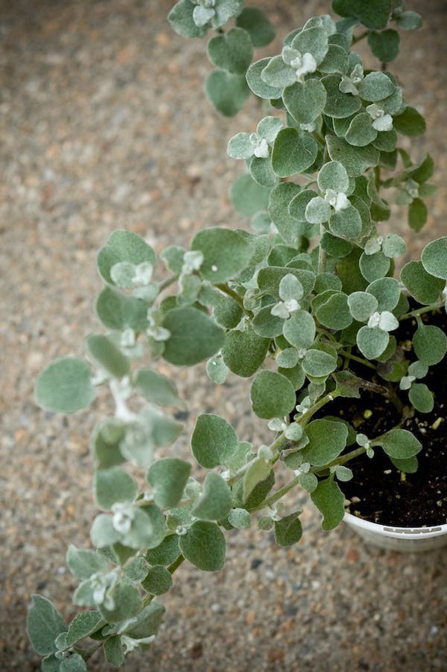 10 loại cây cảnh cực phù hợp để trang trí cửa sổ nhỏ xinh-4