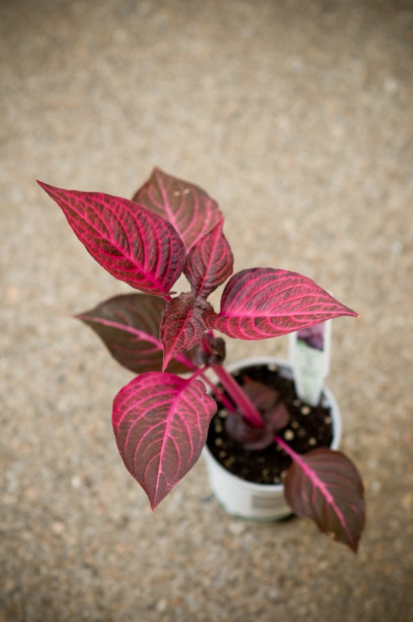 10 loại cây cảnh cực phù hợp để trang trí cửa sổ nhỏ xinh-5