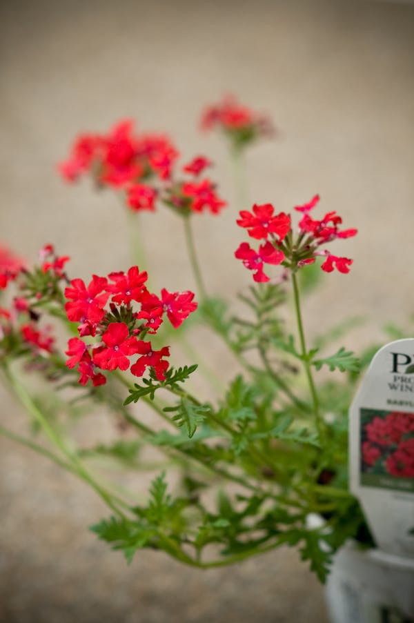 10 loại cây cảnh cực phù hợp để trang trí cửa sổ nhỏ xinh-6