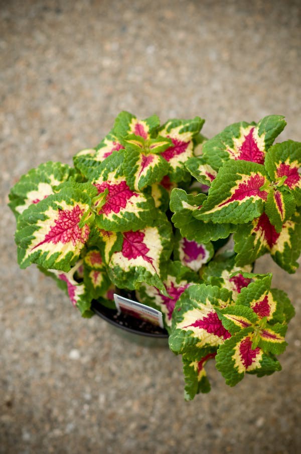 10 loại cây cảnh cực phù hợp để trang trí cửa sổ nhỏ xinh-7