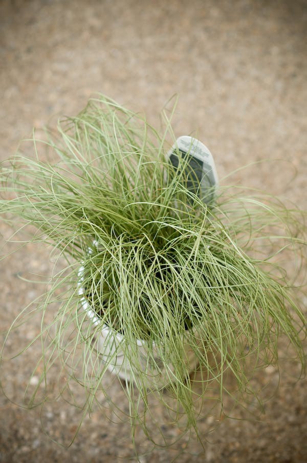 10 loại cây cảnh cực phù hợp để trang trí cửa sổ nhỏ xinh-8