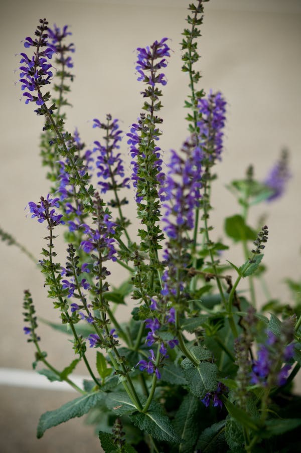 10 loại cây cảnh cực phù hợp để trang trí cửa sổ nhỏ xinh-10