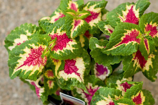 Cây cảnh trồng ở vị trí này trong nhà chỉ 3 ngày là vàng úa, héo rũ-6