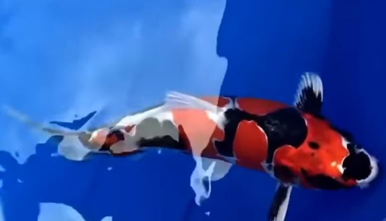 Giá ngang biệt thự, cá Koi đắt nhất thế giới có gì đặc biệt?-4