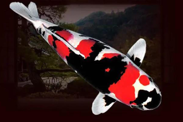 Cô cử nhân Cần Thơ về quê nuôi cá Koi, đút két bộn tiền mỗi năm-5