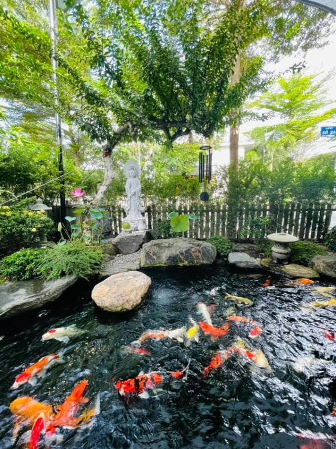 Đâu phải chỉ có mỗi doanh nhân Thắng Ngô sở hữu đàn cá Koi tiền tỷ, nhiều sao Việt gây choáng váng vì đầu tư lớn cho đàn cá Koi trong biệt thự-3