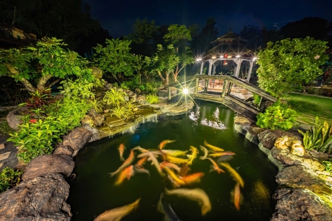 Đâu phải chỉ có mỗi doanh nhân Thắng Ngô sở hữu đàn cá Koi tiền tỷ, nhiều sao Việt gây choáng váng vì đầu tư lớn cho đàn cá Koi trong biệt thự-5