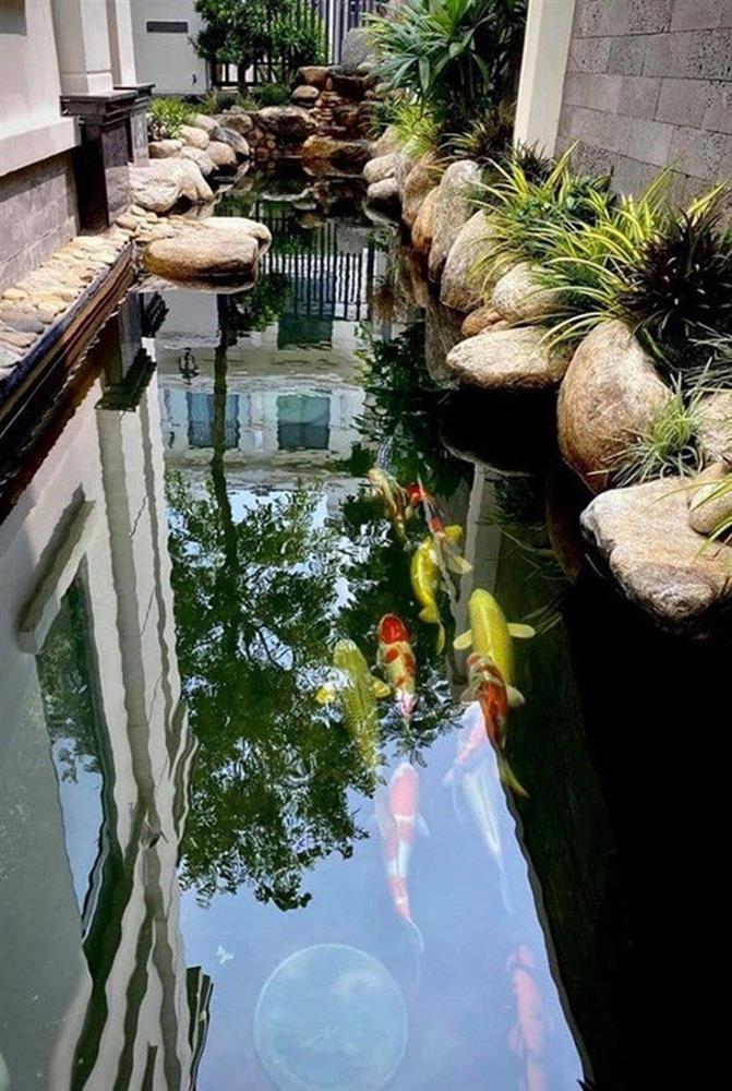 Đâu phải chỉ có mỗi doanh nhân Thắng Ngô sở hữu đàn cá Koi tiền tỷ, nhiều sao Việt gây choáng váng vì đầu tư lớn cho đàn cá Koi trong biệt thự-15