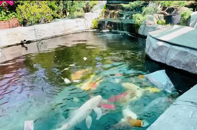 Đâu phải chỉ có mỗi doanh nhân Thắng Ngô sở hữu đàn cá Koi tiền tỷ, nhiều sao Việt gây choáng váng vì đầu tư lớn cho đàn cá Koi trong biệt thự-17