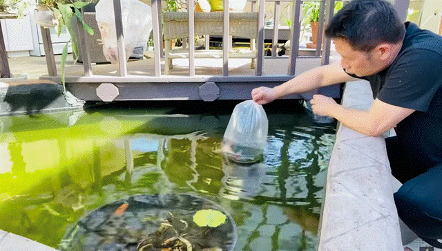 Đâu phải chỉ có mỗi doanh nhân Thắng Ngô sở hữu đàn cá Koi tiền tỷ, nhiều sao Việt gây choáng váng vì đầu tư lớn cho đàn cá Koi trong biệt thự-18