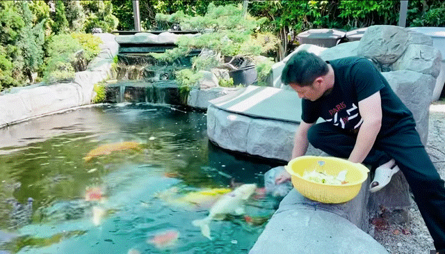 Đâu phải chỉ có mỗi doanh nhân Thắng Ngô sở hữu đàn cá Koi tiền tỷ, nhiều sao Việt gây choáng váng vì đầu tư lớn cho đàn cá Koi trong biệt thự-19
