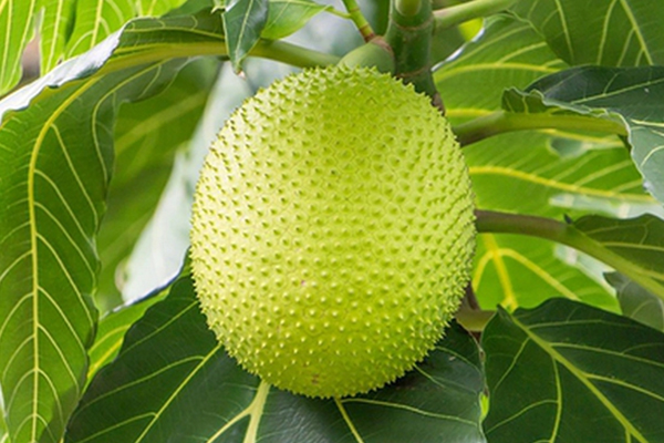 Loại hạt cho không ai lấy” lại có giá đắt đỏ khi lên kệ siêu thị nước ngoài-4