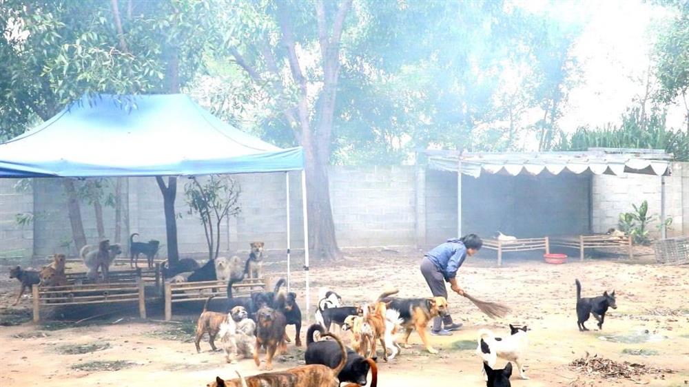 Đàn chó mèo hơn 500 con cứu từ lò sát sinh ở TP.HCM: Ngày ăn 65kg gạo, 20kg thịt heo, tháng tiêu tốn khoảng 60 triệu đồng-1
