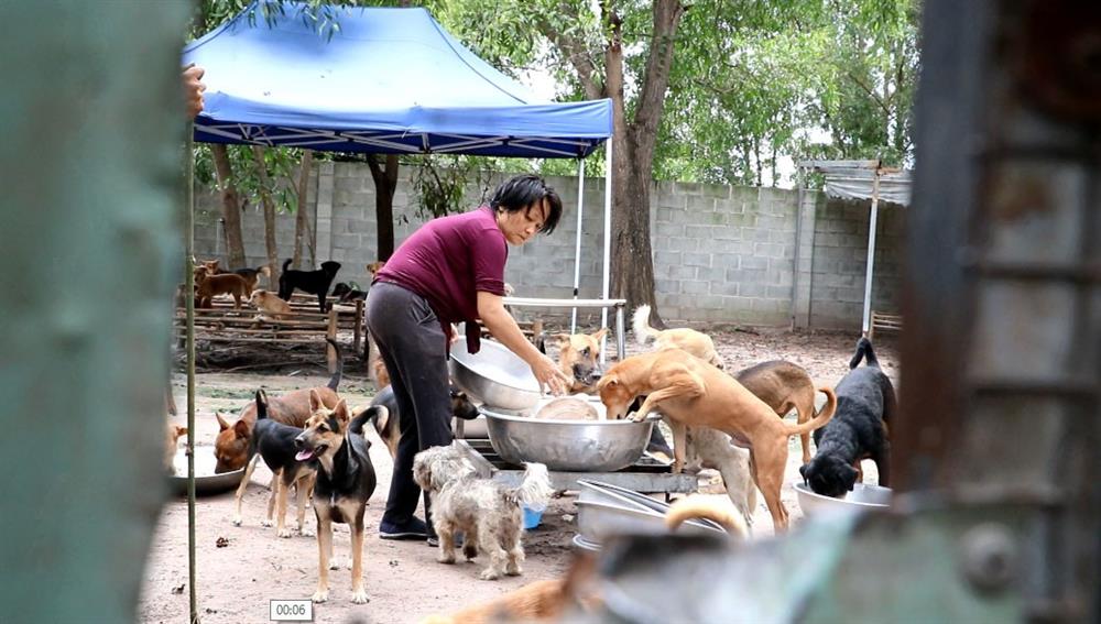 Đàn chó mèo hơn 500 con cứu từ lò sát sinh ở TP.HCM: Ngày ăn 65kg gạo, 20kg thịt heo, tháng tiêu tốn khoảng 60 triệu đồng-8