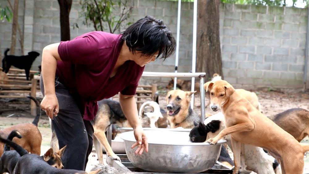 Đàn chó mèo hơn 500 con cứu từ lò sát sinh ở TP.HCM: Ngày ăn 65kg gạo, 20kg thịt heo, tháng tiêu tốn khoảng 60 triệu đồng-7