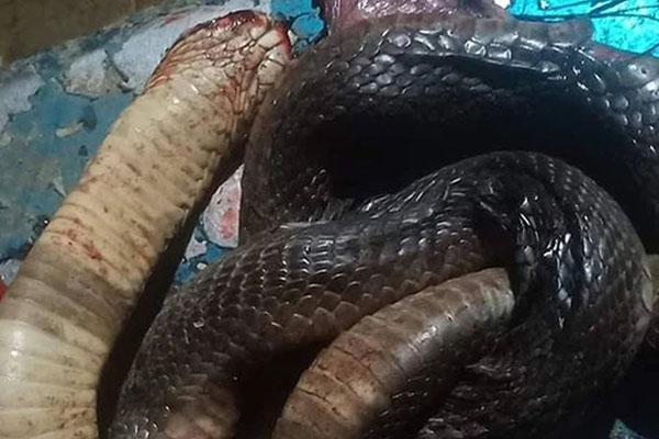 Nằm ngủ ở bệnh viện, cụ ông bị rắn độc chui vào áo mà không hay biết-1