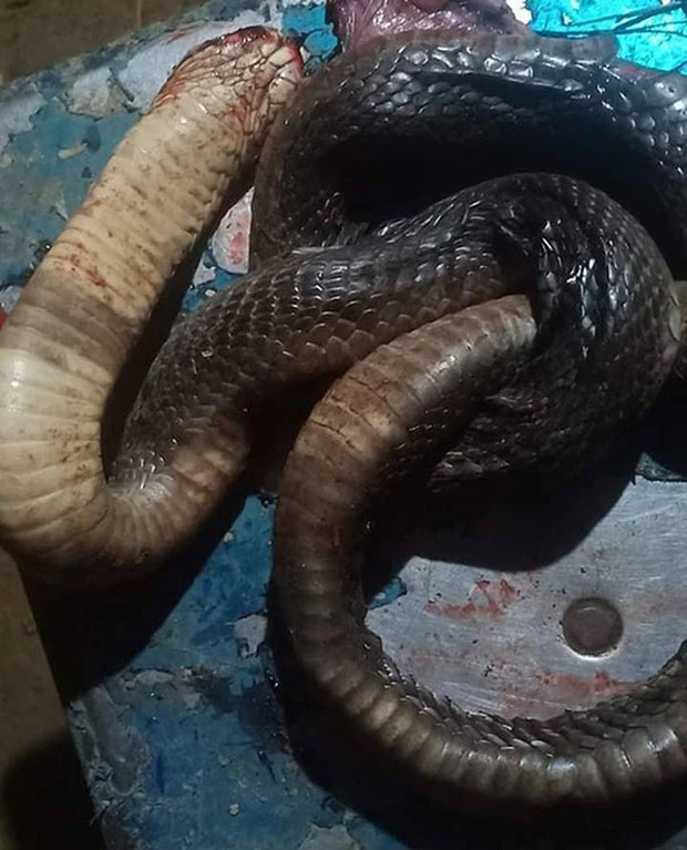 Bị rắn độc cắn vào mặt, người đàn ông tử vong ngay sau đó-1