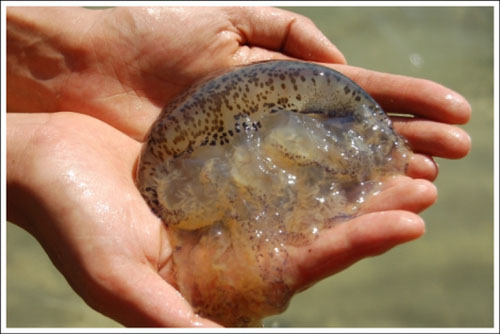 Tắm gần sứa biển cũng có thể tử vong, cách nào phòng ngừa?-2
