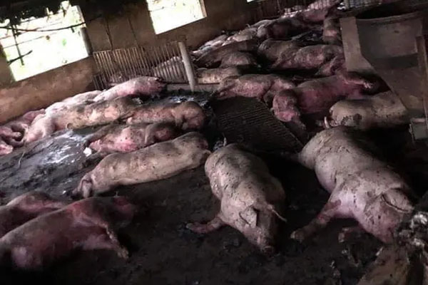 Giải cứu cô gái bị bạn trai nhốt trong nhà, đánh đập dã man-2