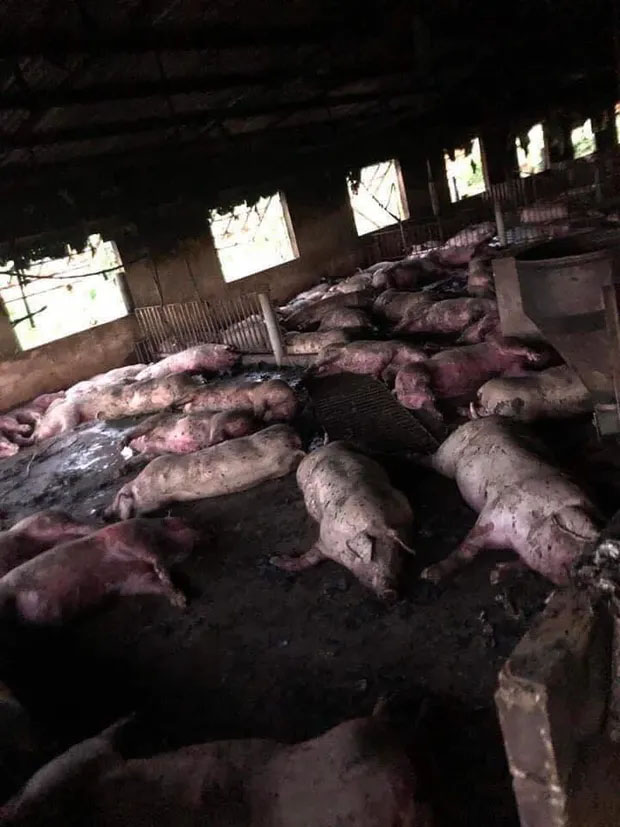 Sét đánh trúng trang trại, đàn lợn hơn 200 con của 1 gia đình chết la liệt-1