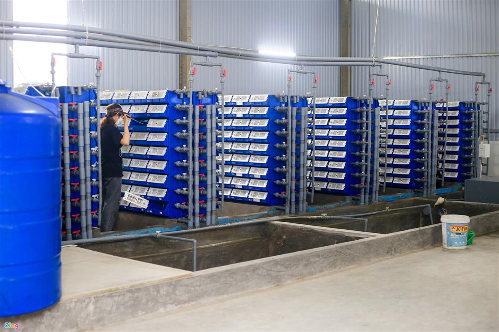 Nuôi cua biển trong nhà rộng 300 m2 ở Hà Nội-1