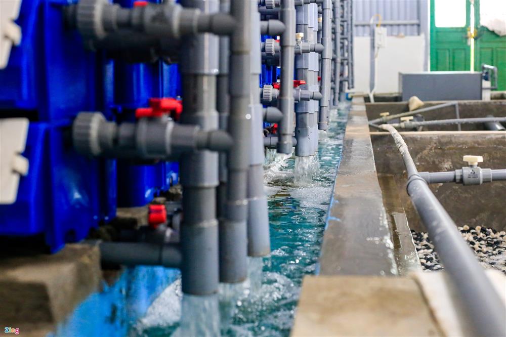 Nuôi cua biển trong nhà rộng 300 m2 ở Hà Nội-5