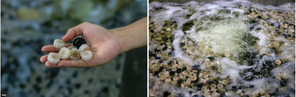 Nuôi cua biển trong nhà rộng 300 m2 ở Hà Nội-6