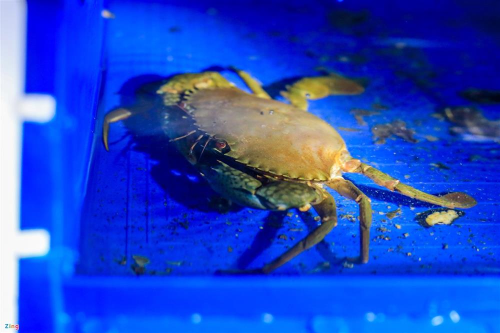 Nuôi cua biển trong nhà rộng 300 m2 ở Hà Nội-7