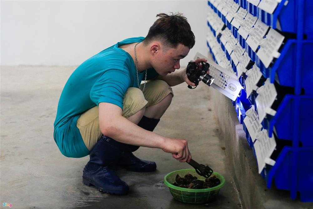 Nuôi cua biển trong nhà rộng 300 m2 ở Hà Nội-8