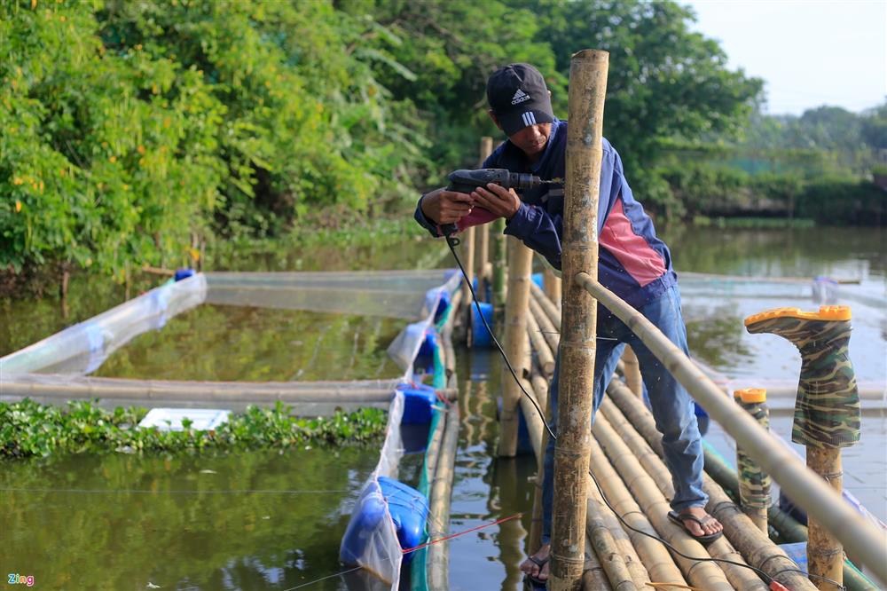 Nuôi cua biển trong nhà rộng 300 m2 ở Hà Nội-9