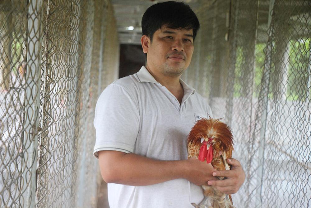 Gà sư tử Ba Lan 4 triệu đồng/cặp: Mọc bờm trên đầu, nóng tính hiếu chiến-1