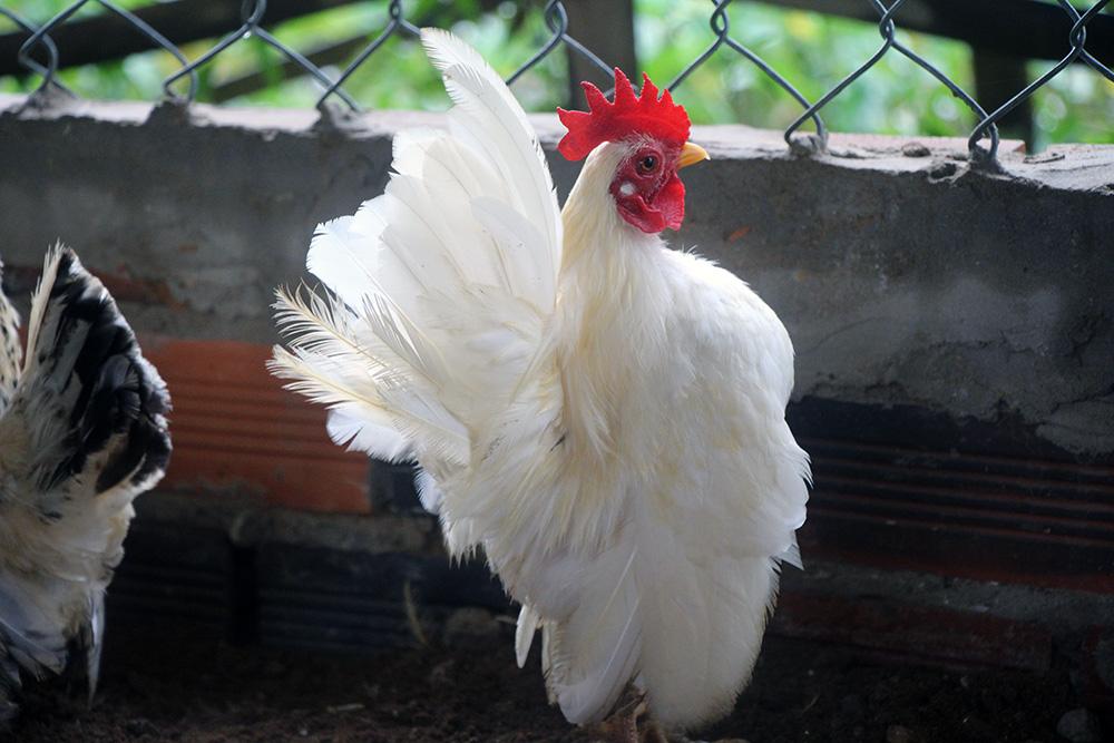 Gà sư tử Ba Lan 4 triệu đồng/cặp: Mọc bờm trên đầu, nóng tính hiếu chiến-9