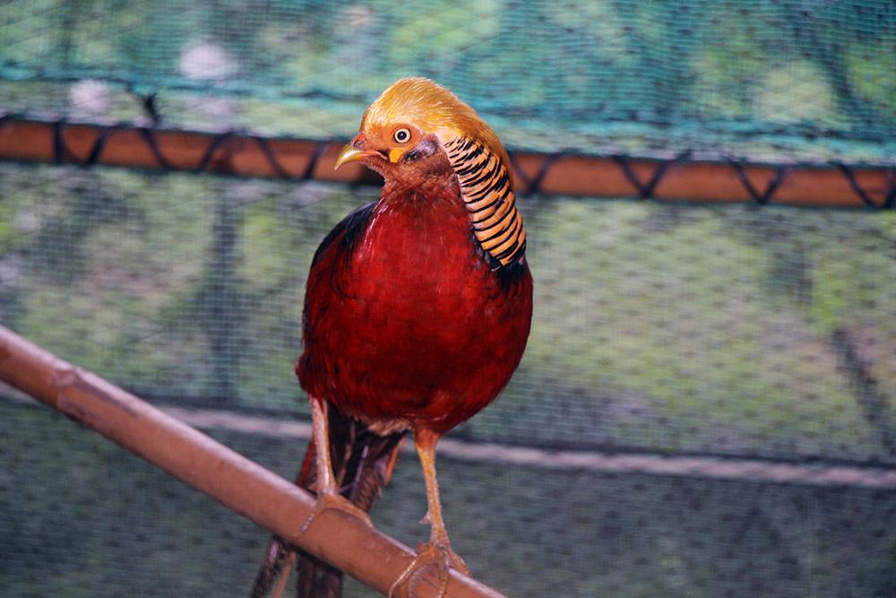 Gà sư tử Ba Lan 4 triệu đồng/cặp: Mọc bờm trên đầu, nóng tính hiếu chiến-12