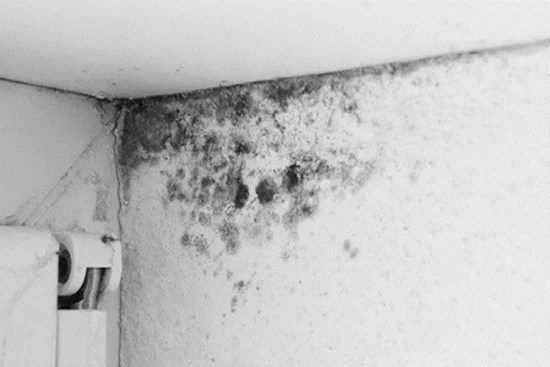 Trần nhà bị mốc đen, giải quyết nhanh gọn trong 5 phút bằng nguyên liệu sẵn có ở bếp