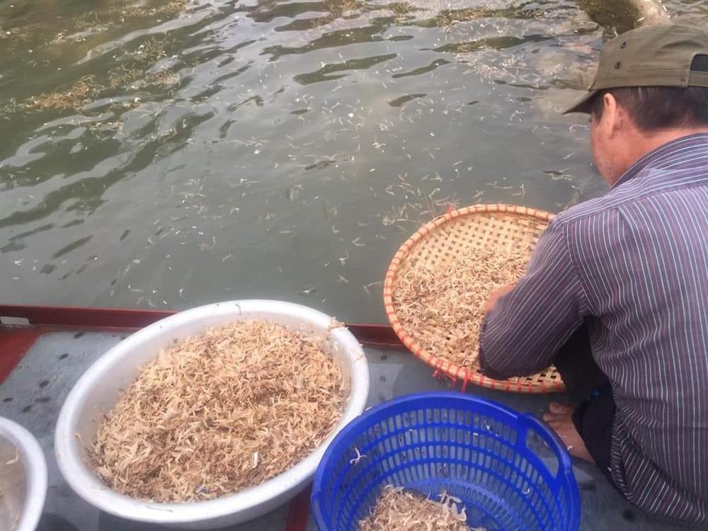 Loài côn trùng sống vài giờ, mỗi năm chỉ có một lần thành đặc sản bạc triệu ở Hà Nội-2