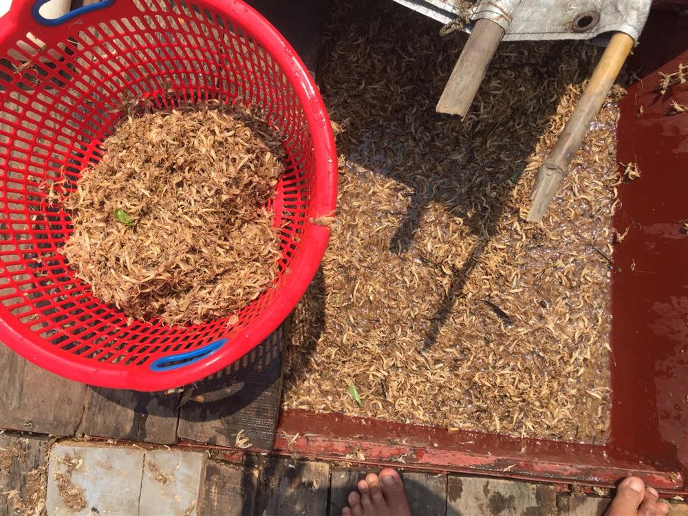 Loài côn trùng sống vài giờ, mỗi năm chỉ có một lần thành đặc sản bạc triệu ở Hà Nội-3