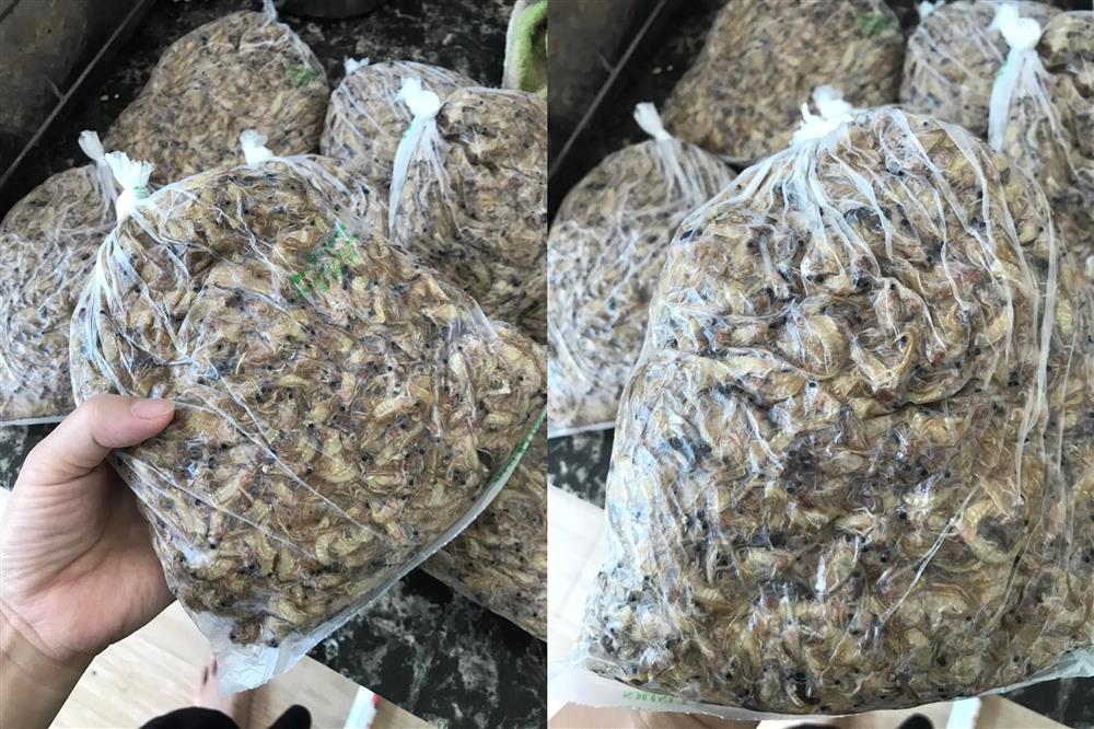 Loài côn trùng sống vài giờ, mỗi năm chỉ có một lần thành đặc sản bạc triệu ở Hà Nội-6