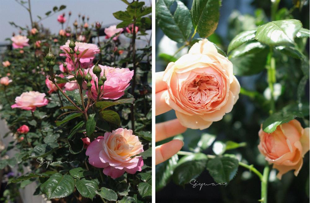 Ngây ngất với khu vườn sân thượng có đến 50 loại hoa hồng, rau xanh, trái cây đều đủ-3