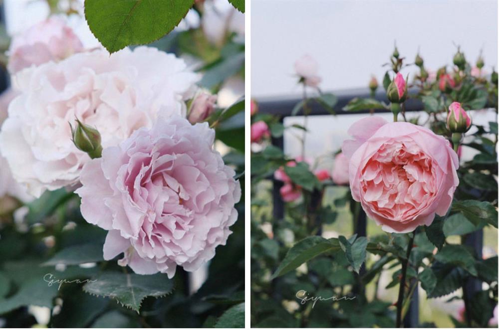 Ngây ngất với khu vườn sân thượng có đến 50 loại hoa hồng, rau xanh, trái cây đều đủ-10