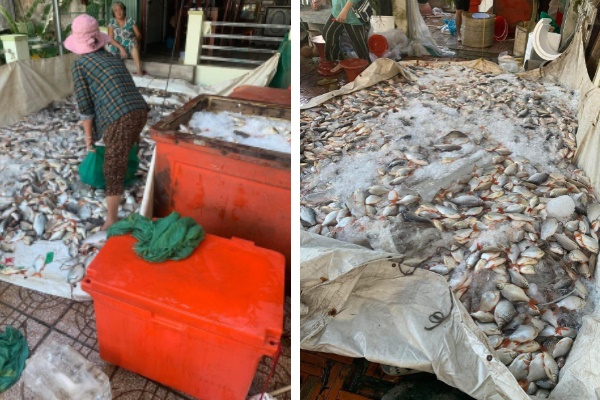 Hàng trăm tấn cá bè chết trắng không rõ nguyên nhân, người dân miền Tây thiệt hại hàng tỷ đồng khóc ròng nhờ giải cứu-1