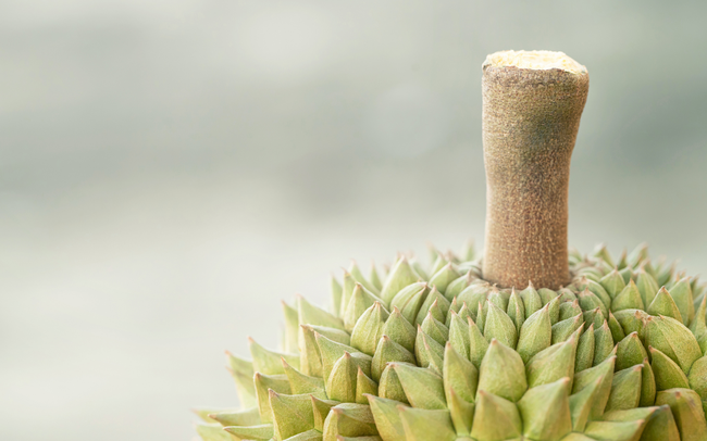 Kỹ năng chọn sầu riêng bách phát bách trúng quả nào cũng vỏ mỏng dày cơm, đến người bán hàng còn chẳng biết-2