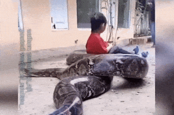 Rợn tóc gáy khoảnh khắc bé gái thản nhiên chơi đùa cùng trăn khổng lồ