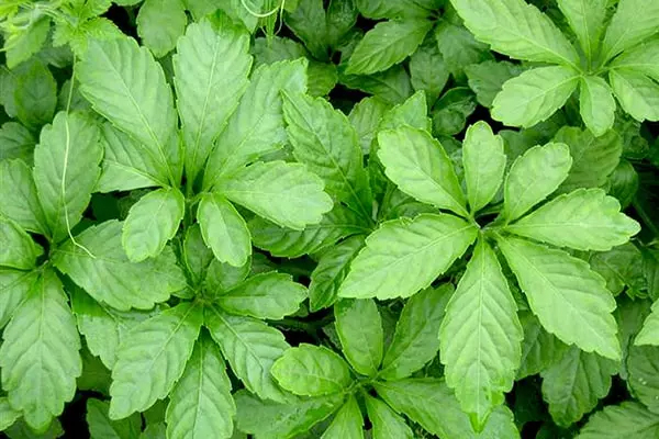 Loại rau xưa rẻ bèo là món ăn dành cho nhà nghèo, giờ thành đặc sản 100.000 đồng/kg-1