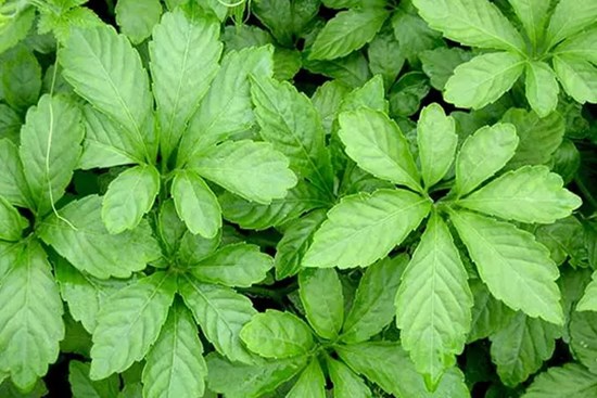 Loại rau xưa rẻ bèo là món ăn dành cho nhà nghèo, giờ thành đặc sản 100.000 đồng/kg