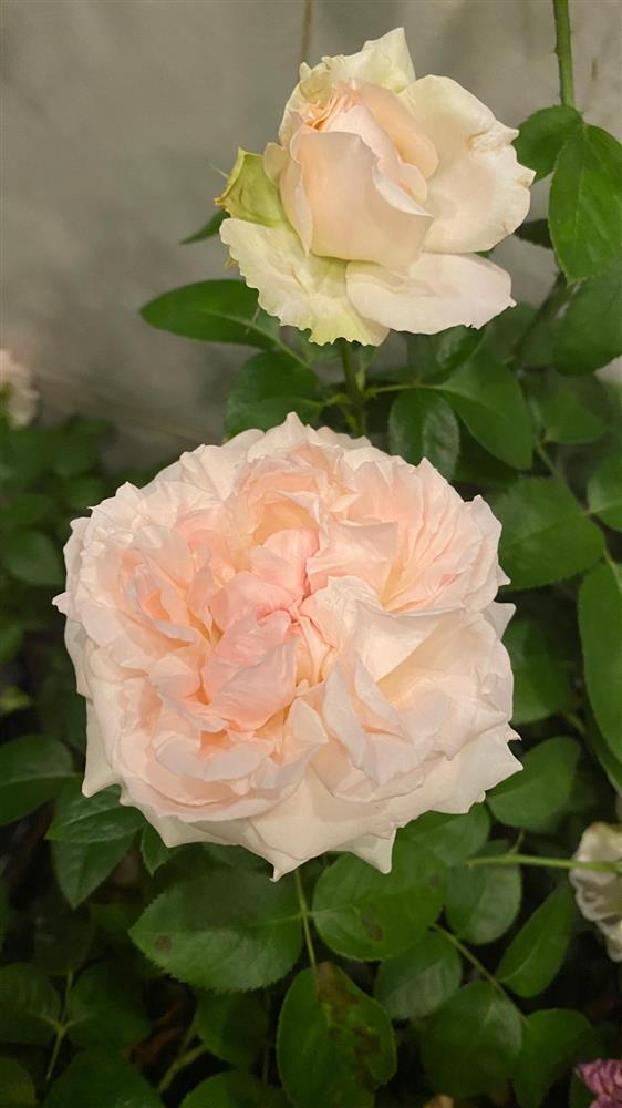 Tò mò nhà đẹp của Phan Hiển sau khi dành 3 HCV khiến Khánh Thi rơi nước mắt vì xúc động-5