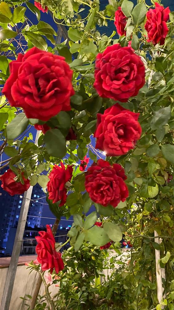 Tò mò nhà đẹp của Phan Hiển sau khi dành 3 HCV khiến Khánh Thi rơi nước mắt vì xúc động-7