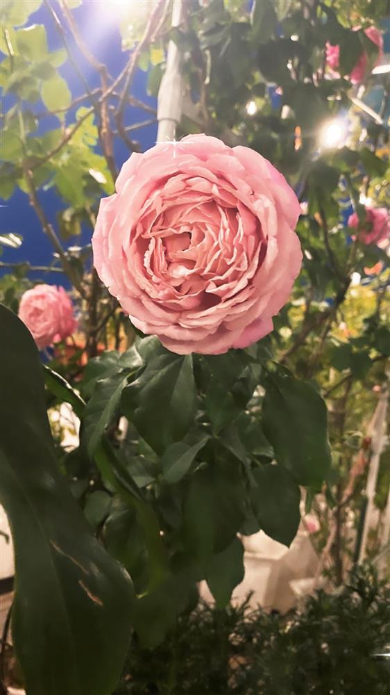 Tò mò nhà đẹp của Phan Hiển sau khi dành 3 HCV khiến Khánh Thi rơi nước mắt vì xúc động-8